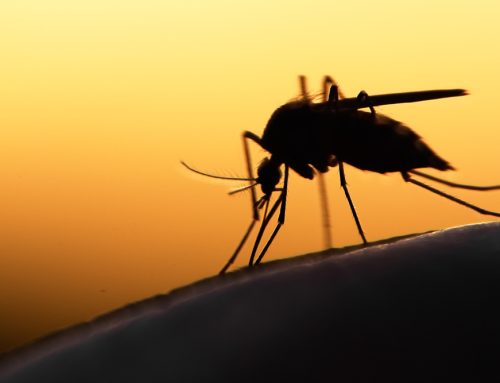 Beyond Mosquito Bites: Understanding Heartworm Disease in Pets