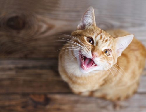 How to Improve Your Pet’s Dental Health
