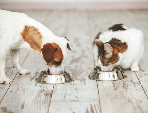 Pet Food Fables: Unraveling Myths About Dog and Cat Nutrition