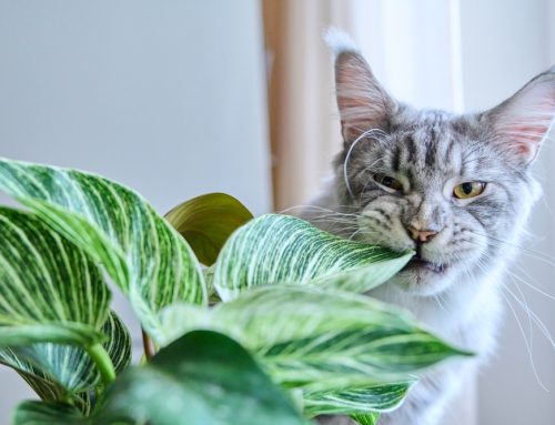Buyer Beware: Everyday Items That Can Harm Your Pet