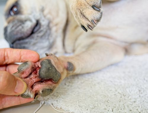 Common Skin Disorders in Pets: Causes, Signs, and Treatment